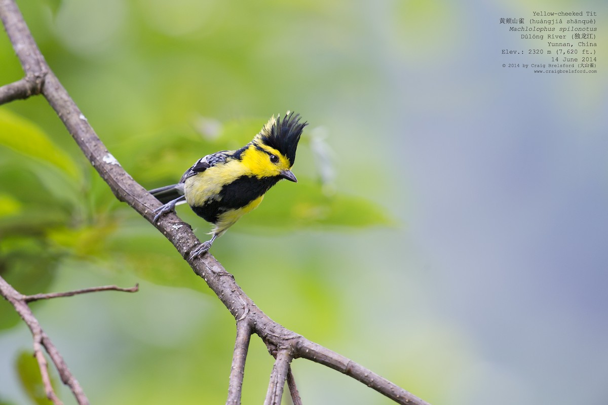 Yellow-cheeked Tit - Craig Brelsford