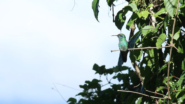 kolibřík modrouchý - ML576249621