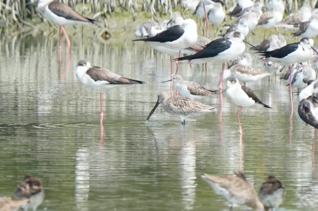 Asian Dowitcher - ML576249651
