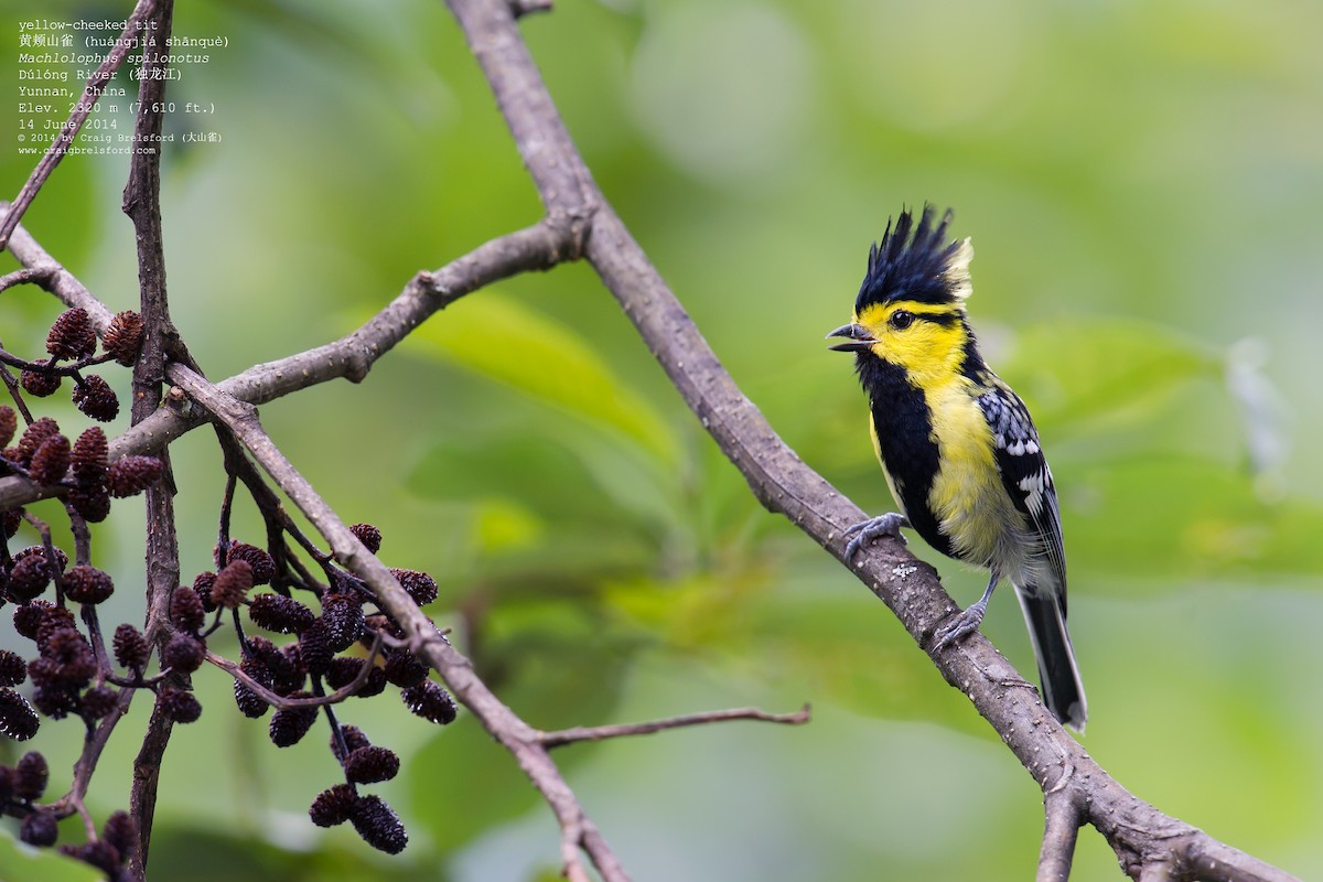 Yellow-cheeked Tit - ML57624981