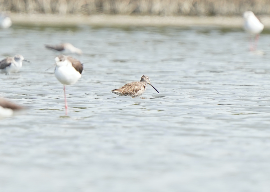 Short-billed Dowitcher - ML576249851