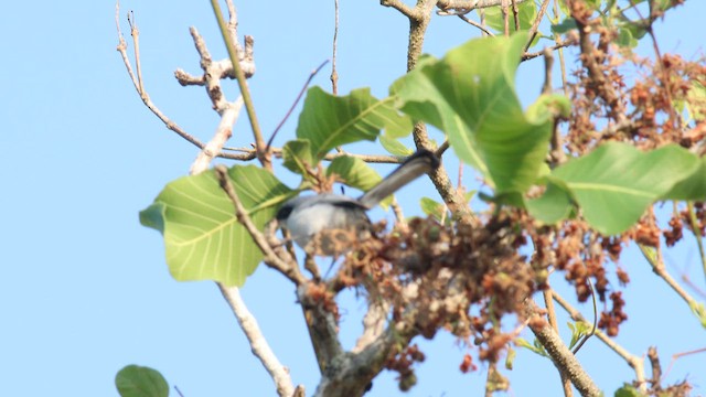 Masked Gnatcatcher - ML576250291