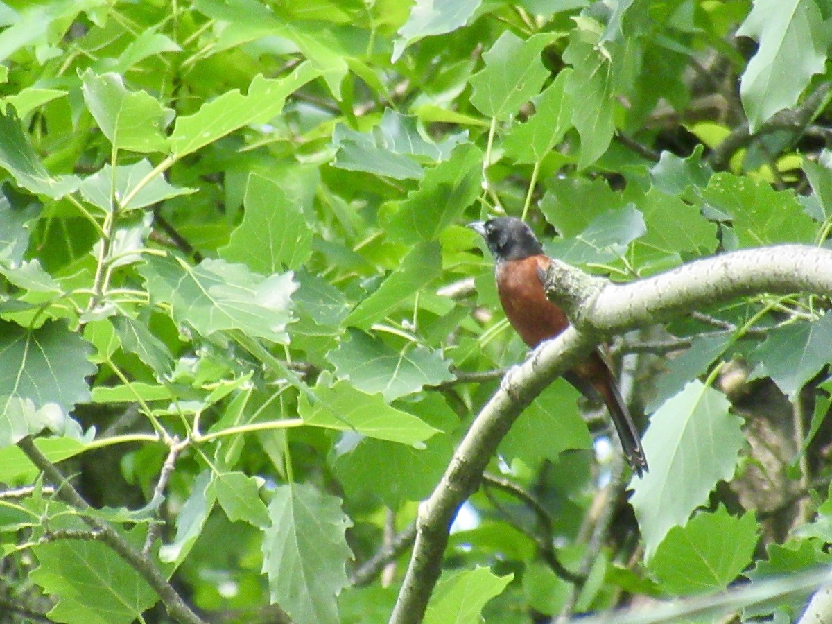 Orchard Oriole - ML576250301