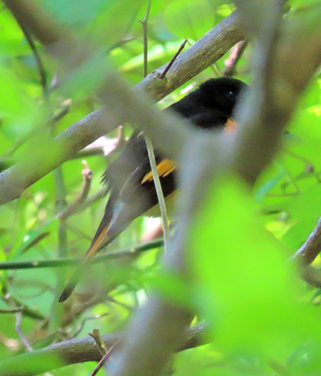 American Redstart - ML576250421