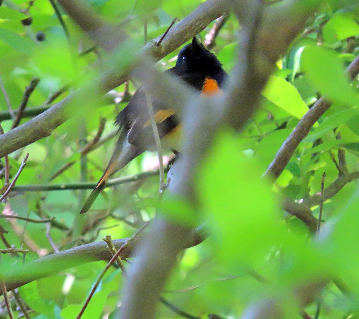 American Redstart - ML576250431