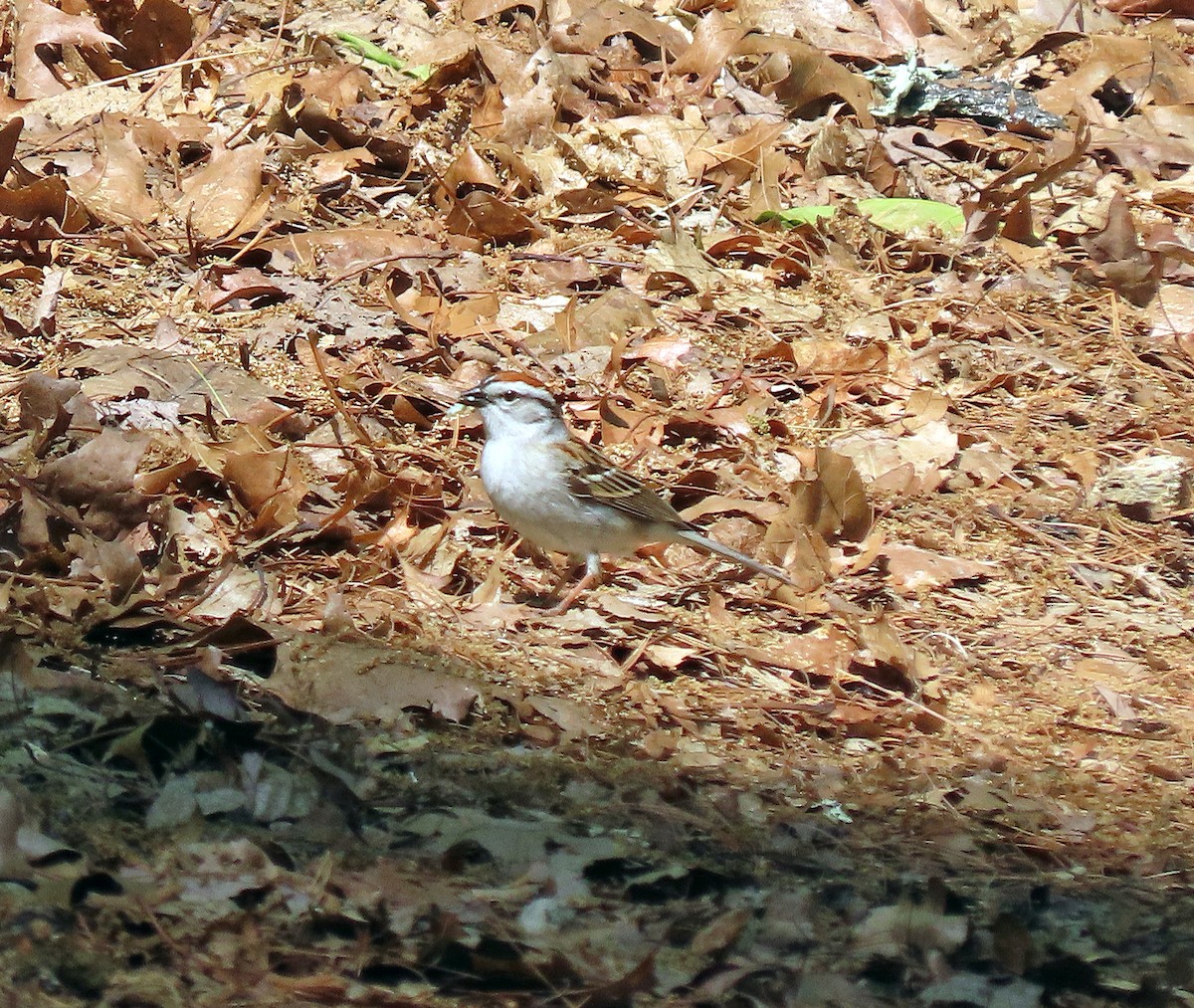 Chipping Sparrow - ML576250501