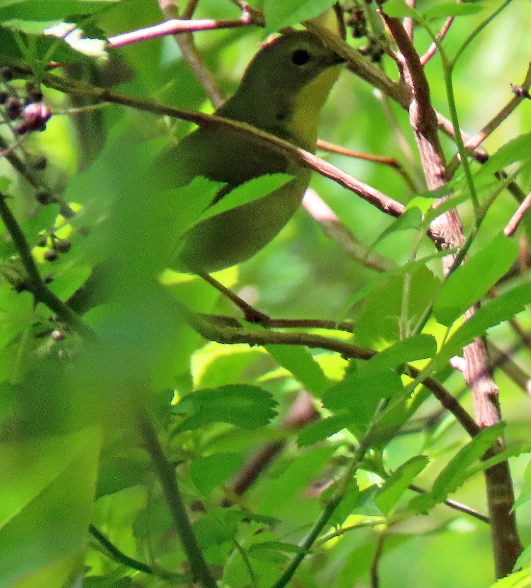 Common Yellowthroat - ML576250551