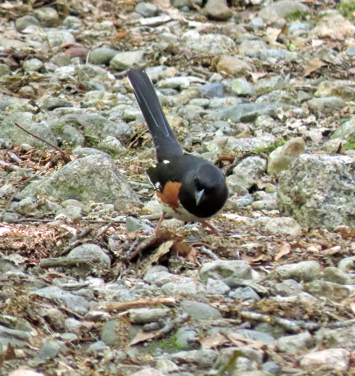 Eastern Towhee - ML576250611