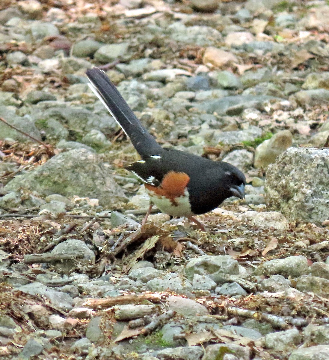 ワキアカトウヒチョウ - ML576250621