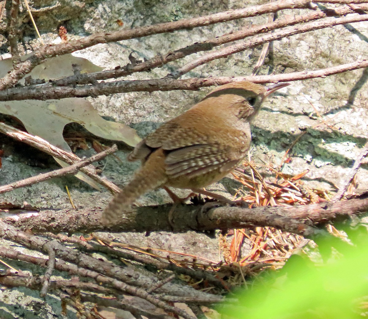 House Wren - ML576250661