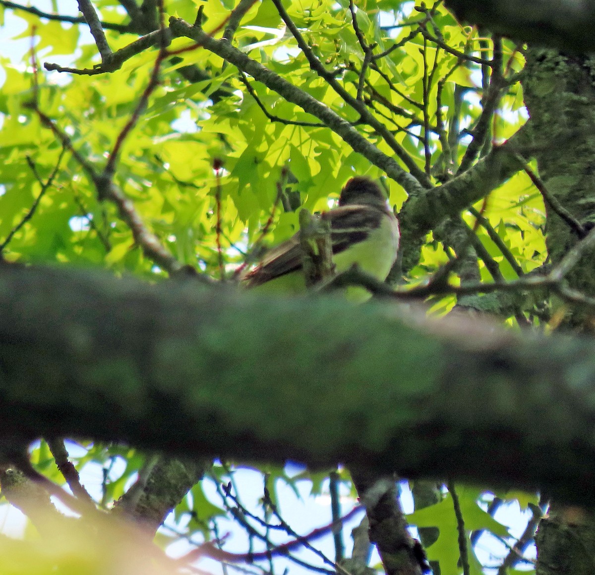 Great Crested Flycatcher - ML576250801