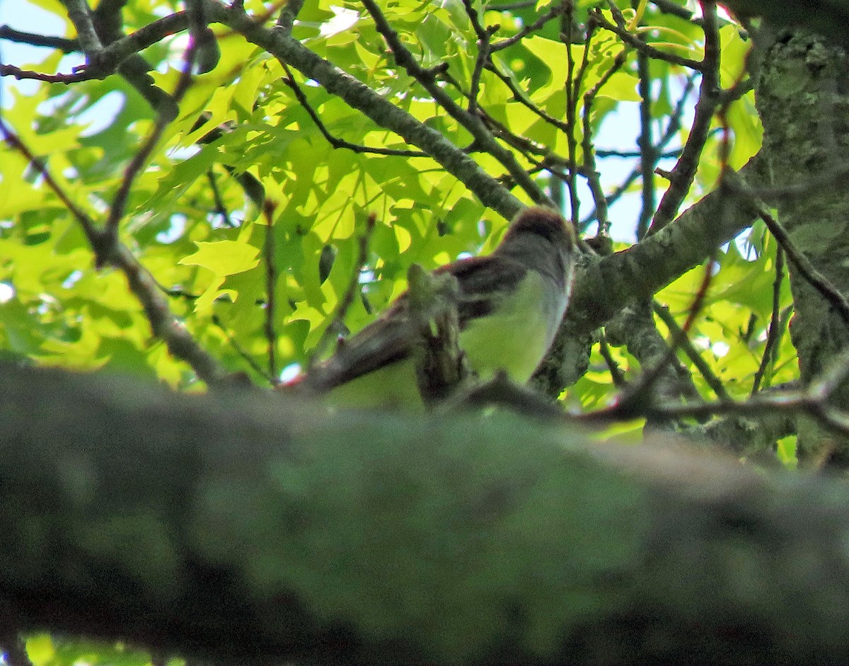 Great Crested Flycatcher - ML576250821