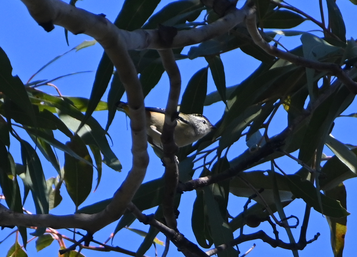 Spotted Pardalote - ML576251031