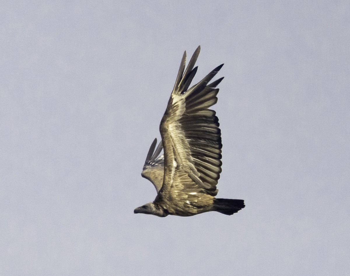 Indian Vulture - ML576251221