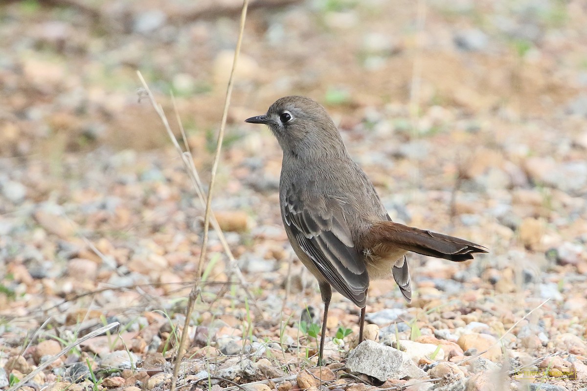 Southern Scrub-Robin - ML576251891