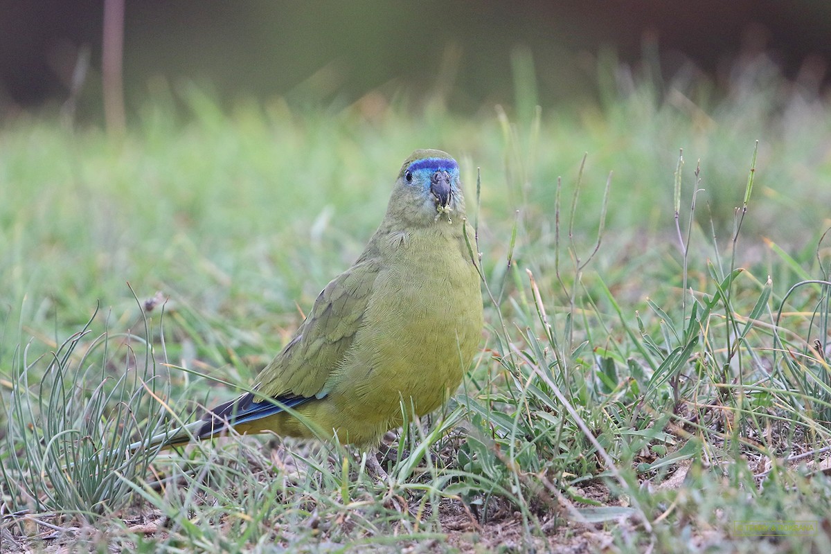 Rock Parrot - ML576252001