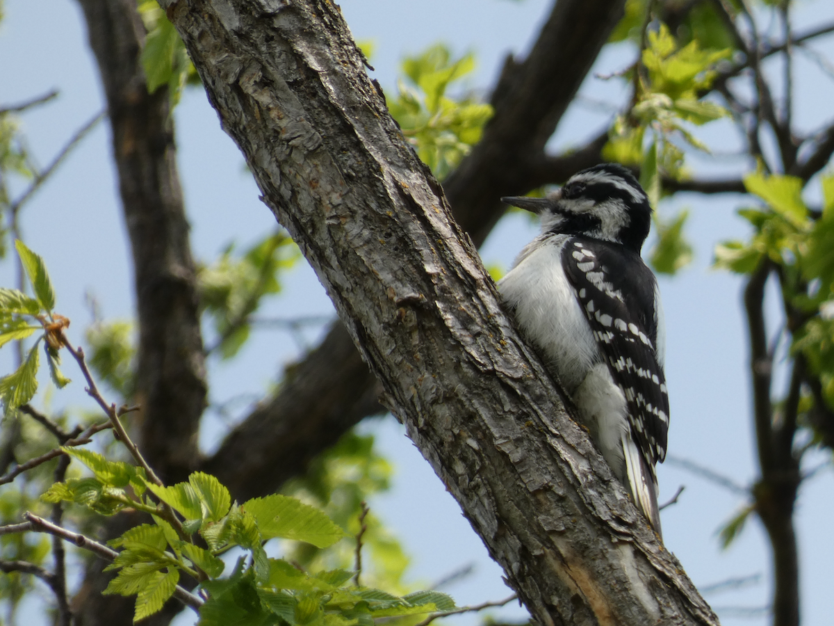 Hairy Woodpecker - ML576252011
