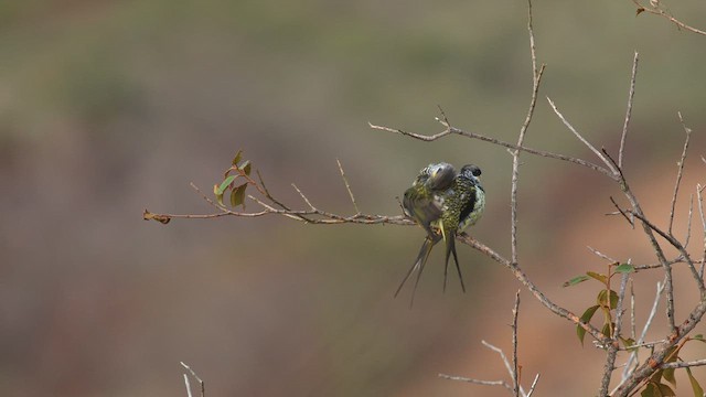 Swallow-tailed Cotinga (Palkachupa) - ML576252151