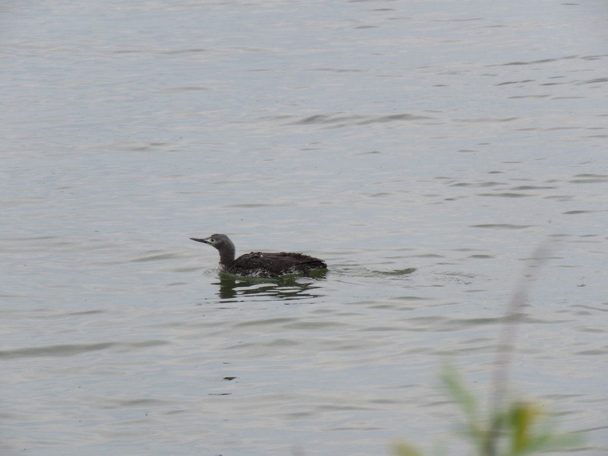 Red-throated Loon - ML576252401