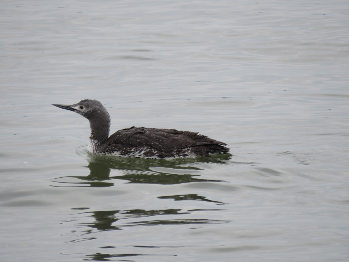 Red-throated Loon - ML576252411