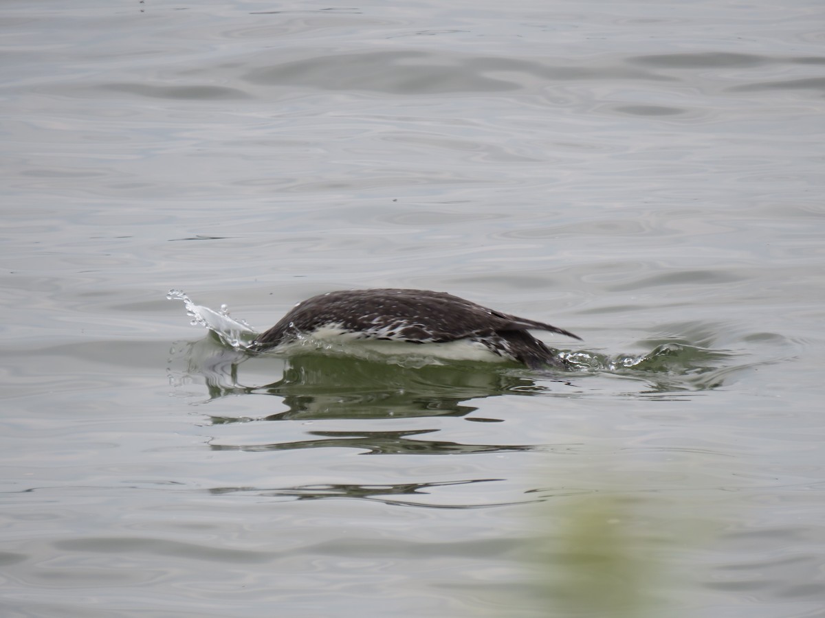 Red-throated Loon - ML576252421