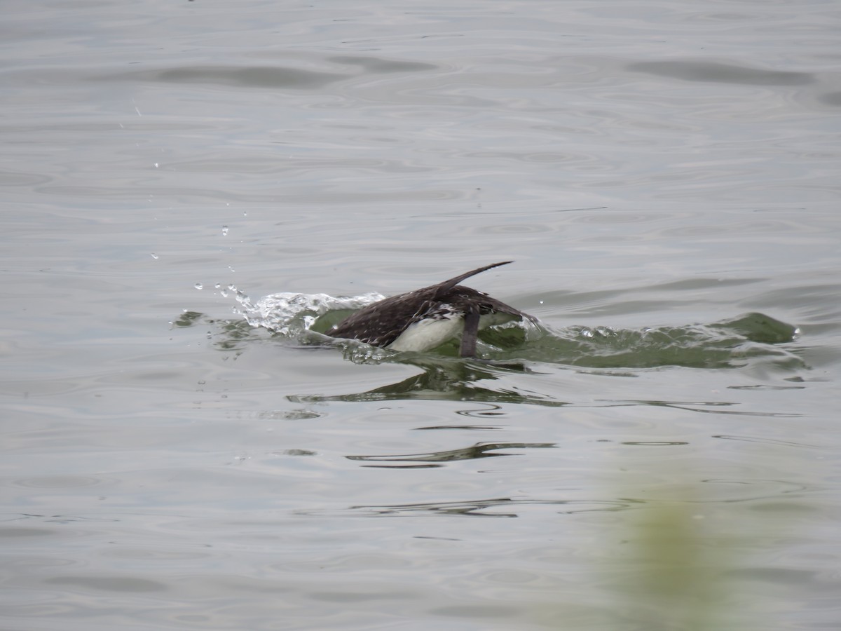Red-throated Loon - ML576252431