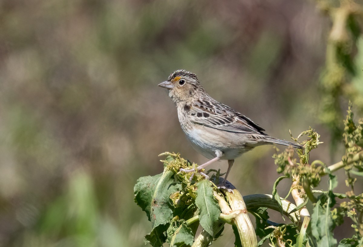 Grasshopper Sparrow - ML576252831