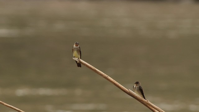 Southern Rough-winged Swallow - ML576253221