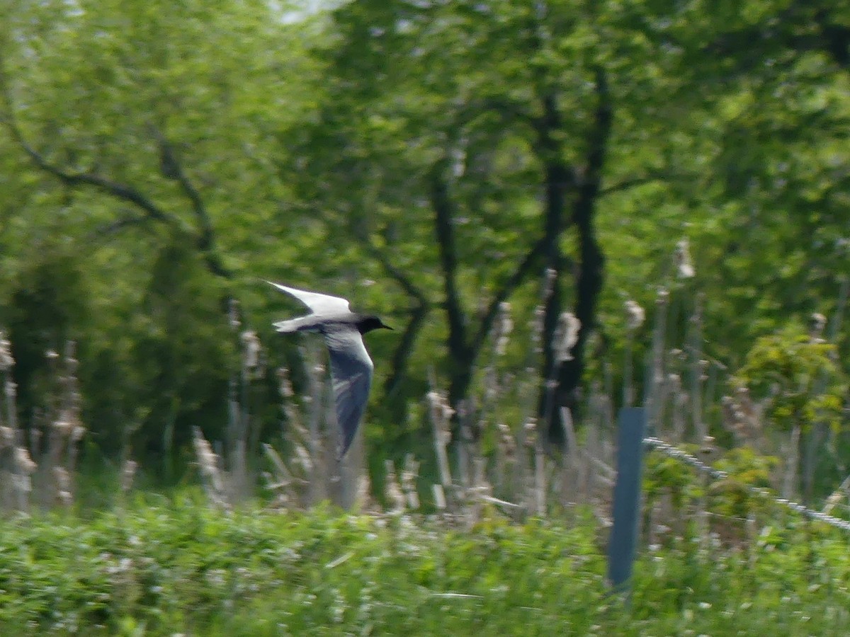 Black Tern - ML576253731