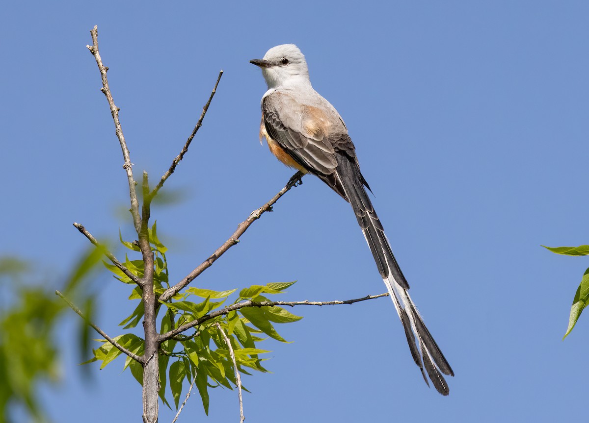 Scissor-tailed Flycatcher - ML576254711