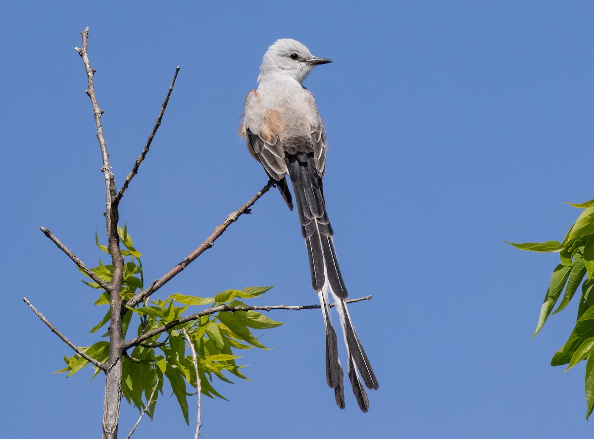 Scissor-tailed Flycatcher - Iris Kilpatrick