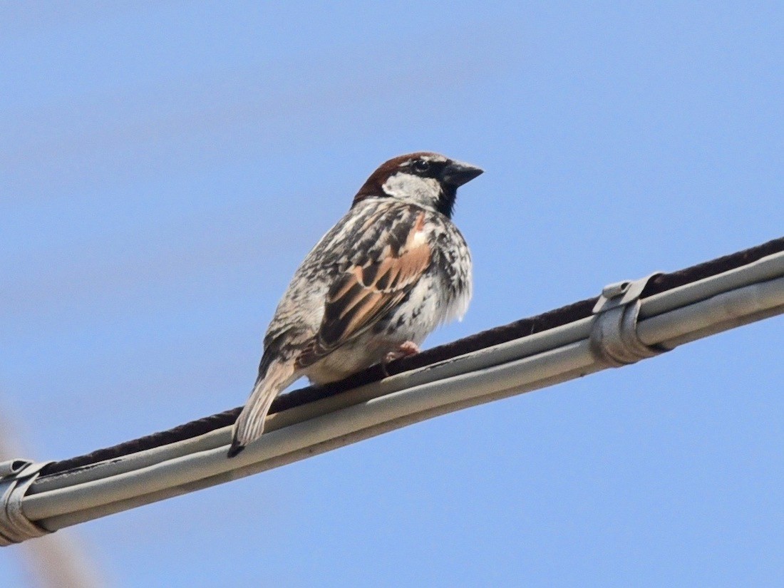 Spanish Sparrow - ML576257431