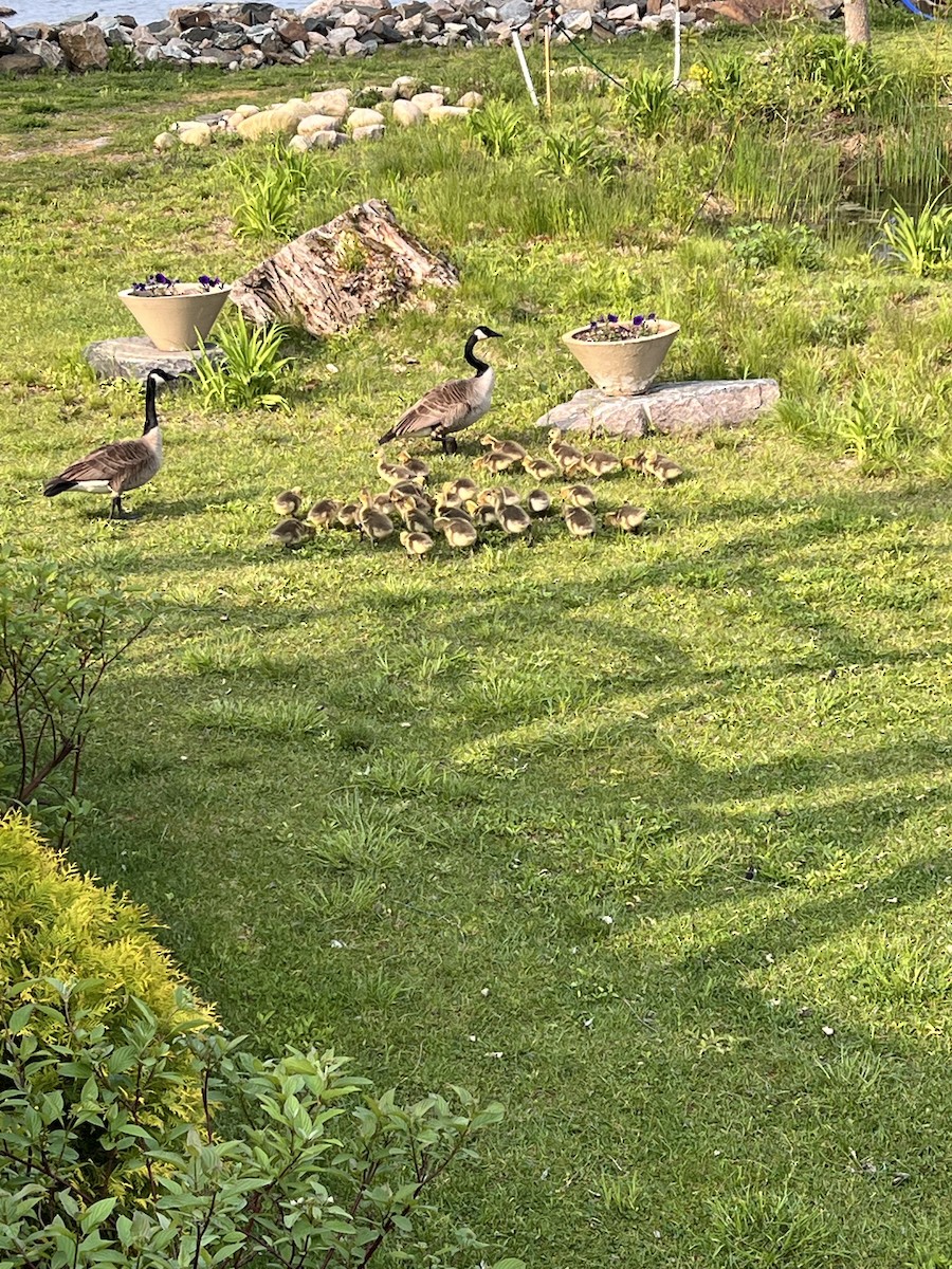 Canada Goose - ML576259821