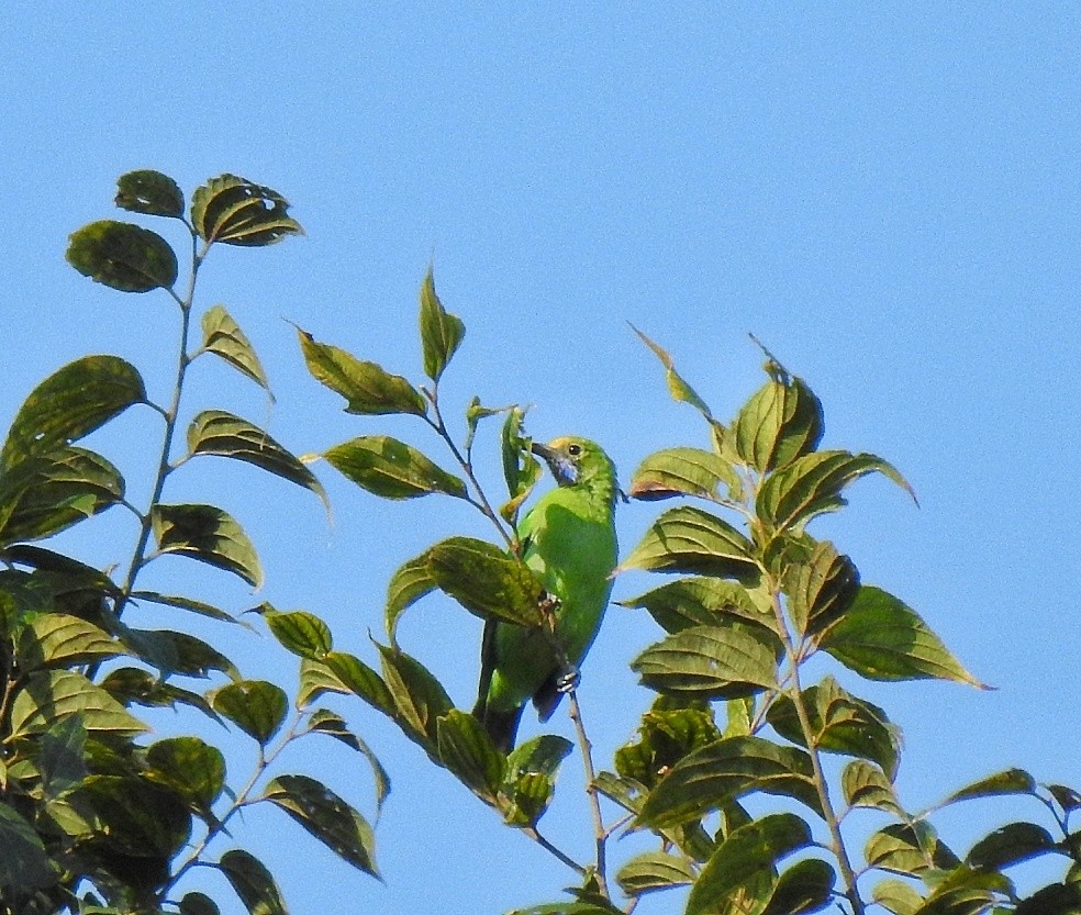Jerdon's Leafbird - Santhi  K
