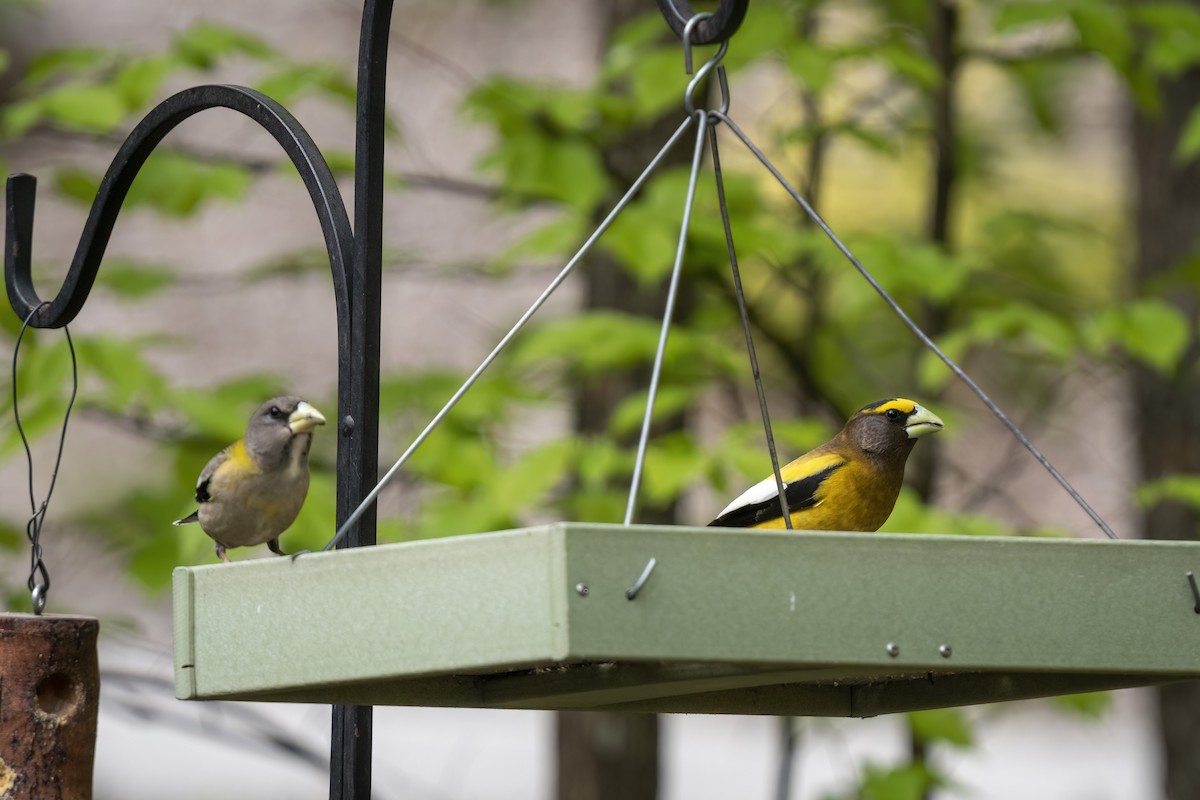 Evening Grosbeak - ML576261881