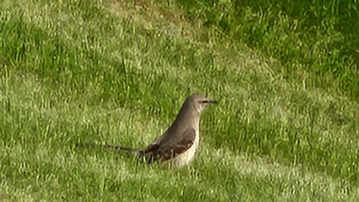 Northern Mockingbird - Corey Rueckheim