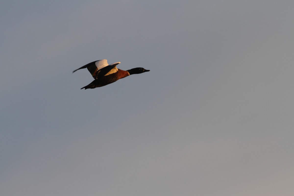 Australian Shelduck - ML576263851