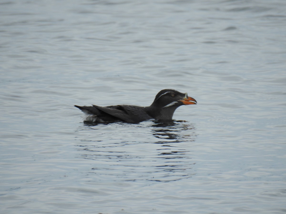 Rhinoceros Auklet - Jody  Wells