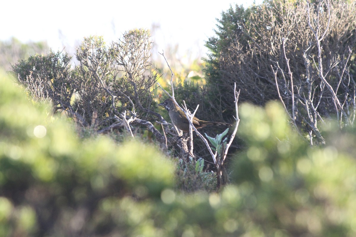 Western Whipbird - ML576264441