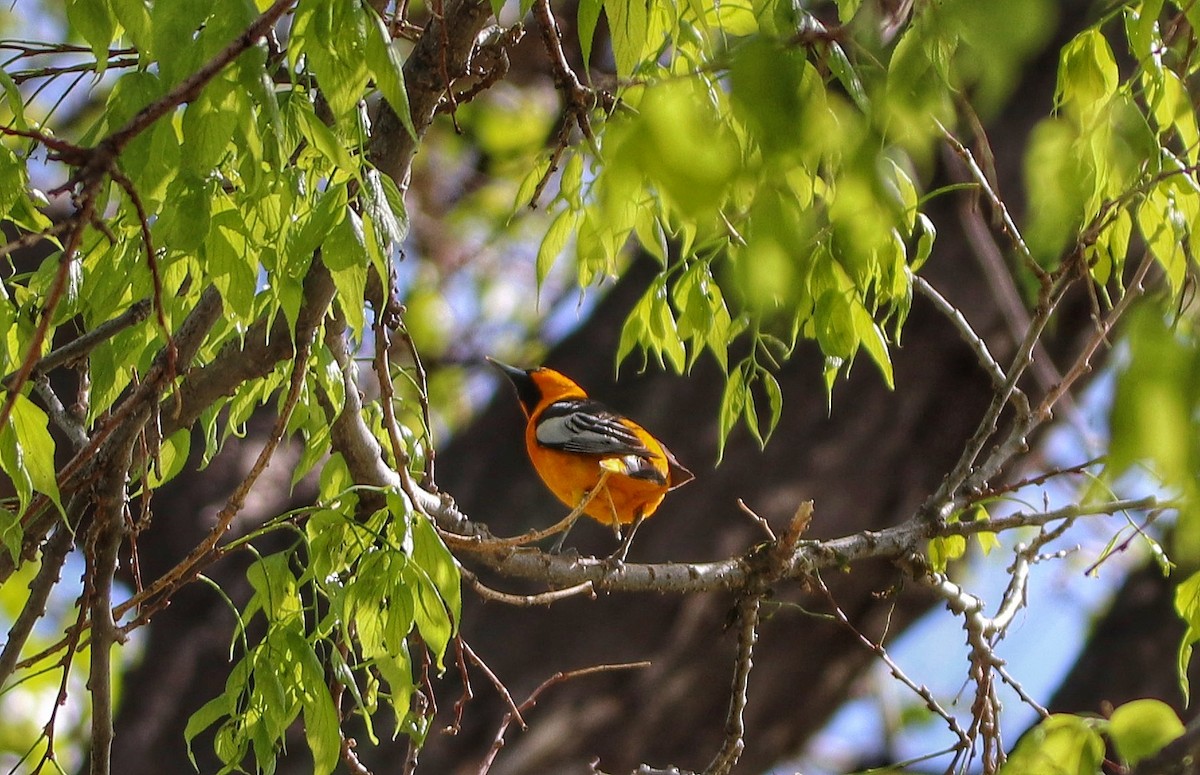 Bullock's Oriole - Justin Powell