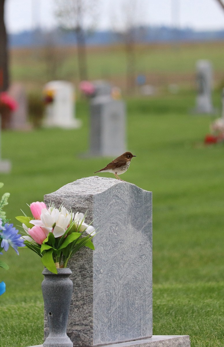 Swainson's Thrush - ML576267021