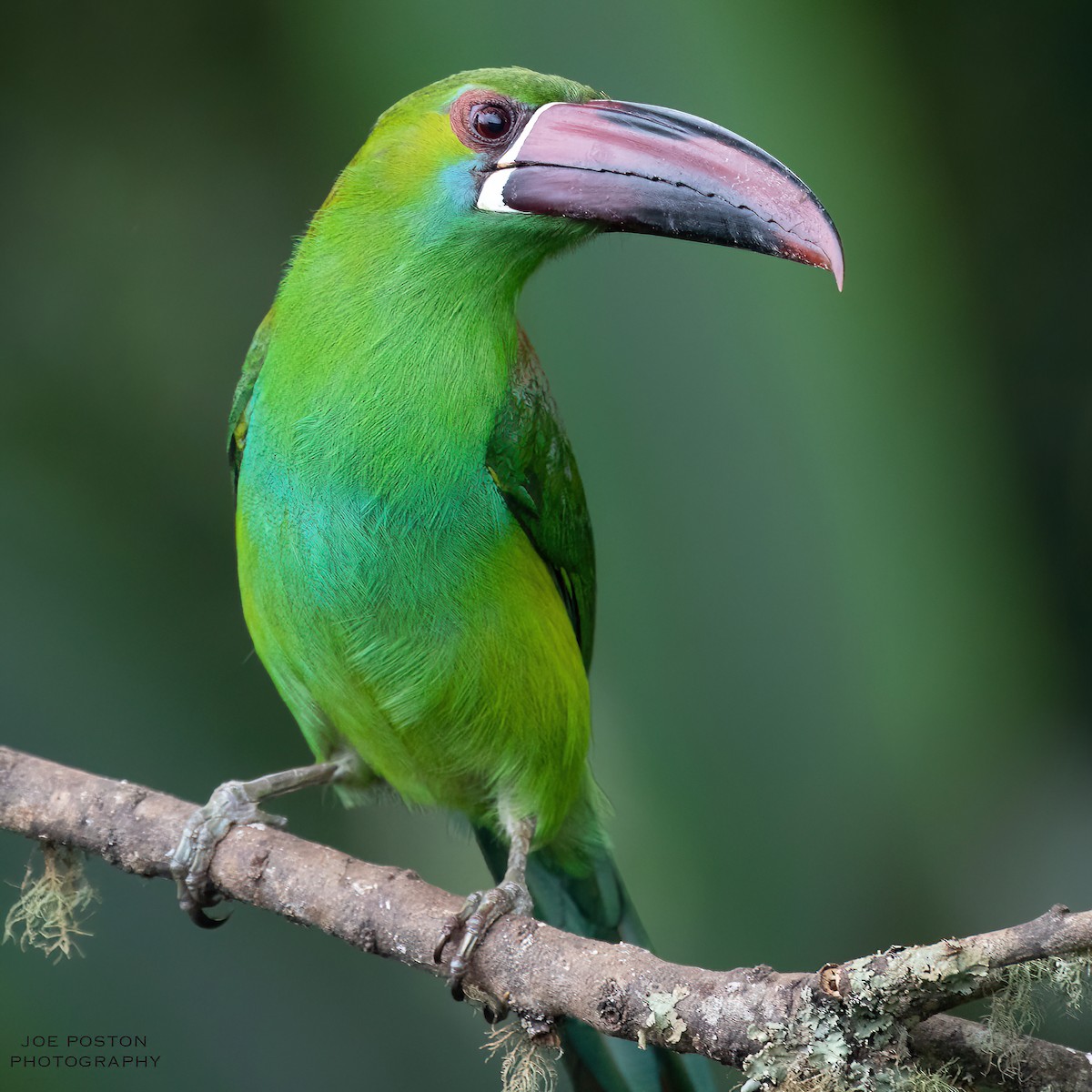 Crimson-rumped Toucanet - ML576268281