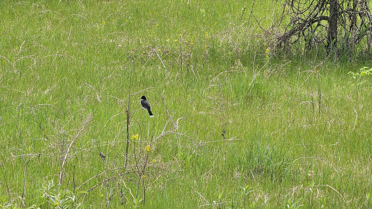 Eastern Kingbird - ML576268851