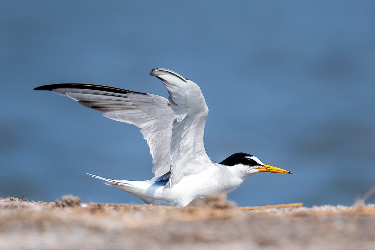 Little Tern - ML576268961