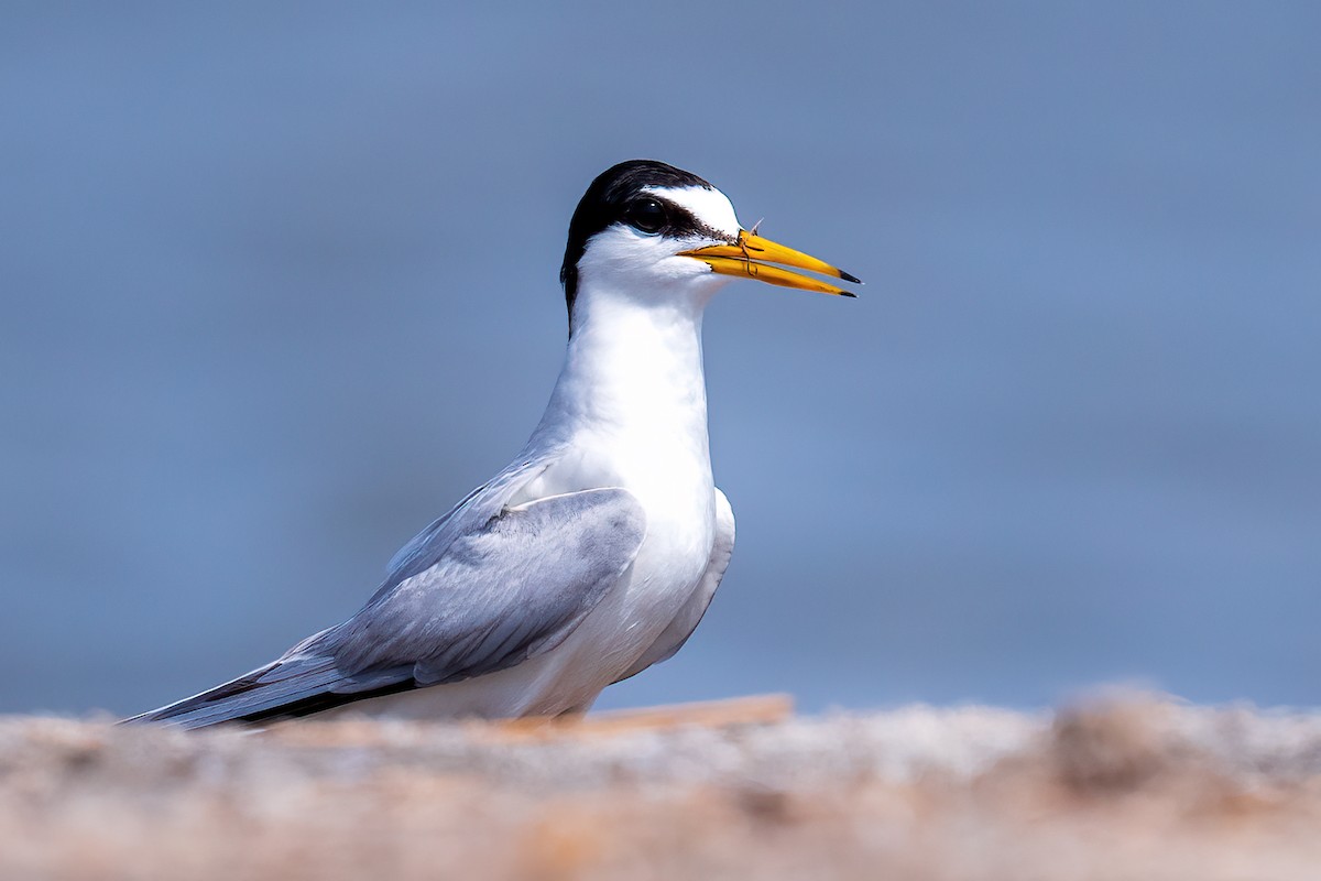 Little Tern - ML576268971