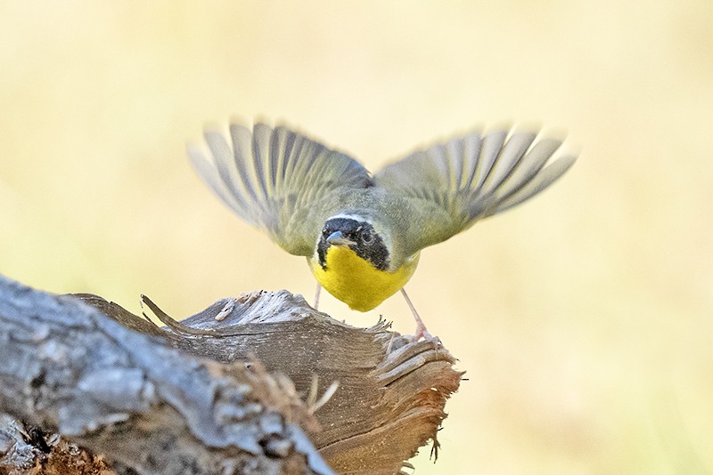 Common Yellowthroat - ML576269901