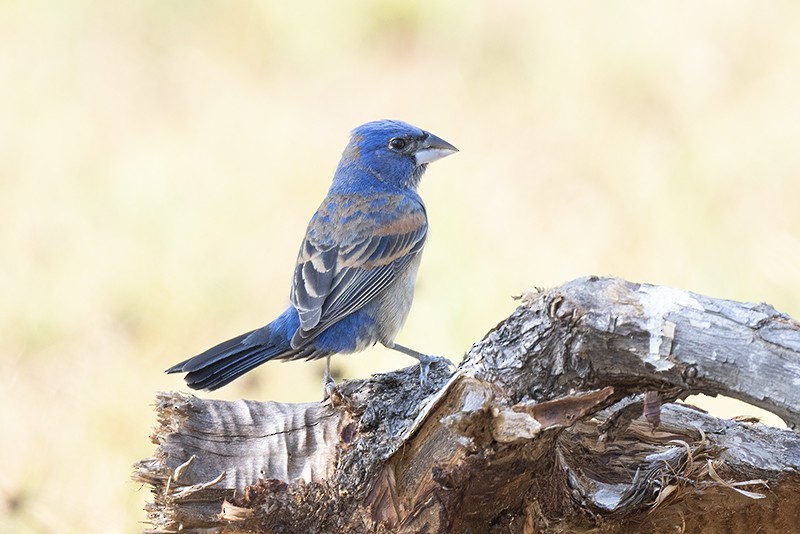 Blue Grosbeak - ML576269951