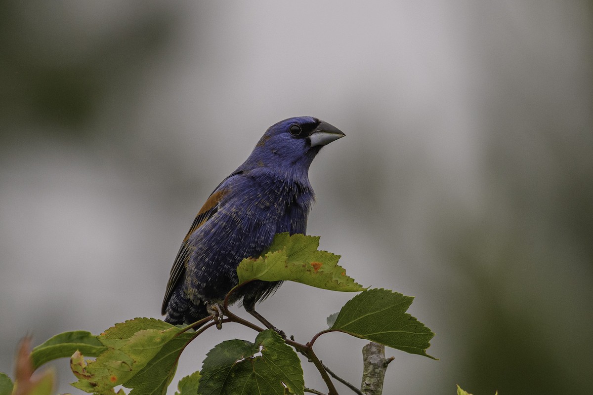 Blue Grosbeak - Keith Kennedy