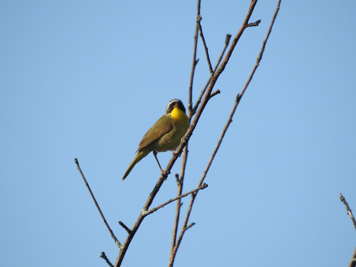 Common Yellowthroat - ML576270451