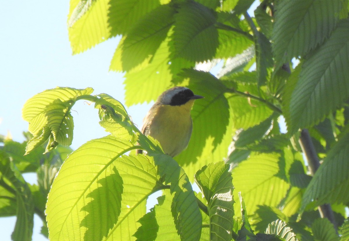 Paruline masquée - ML576270651